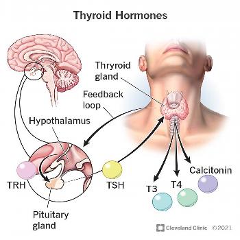 Thyroid-stimulating Hormone (TSH) Testosterone Total