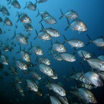 Allergy Profile / Fish Test