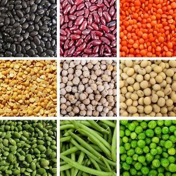 Allergy Profile / Legume or Bean/Peas Test